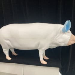 Eden pig8